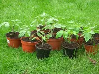 CIMG5520.webp