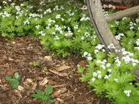 CIMG5529.webp