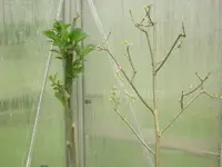 CIMG5526.webp
