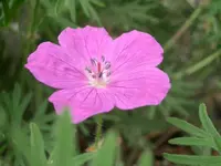 CIMG5535.webp