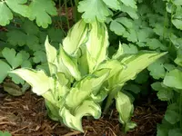CIMG5541.webp