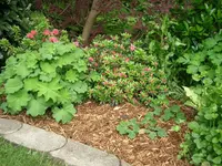 CIMG5540.webp