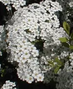 spier1.webp
