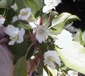 zierapfel.webp