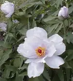 pae-weiss.webp