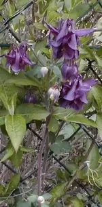 akelei1.webp