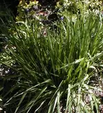 gras.webp