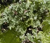 zwischen.webp