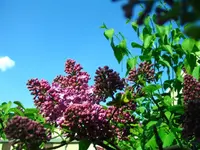 03.05.2009 019.webp