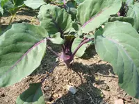 DSCF2886.webp