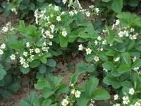 Erdbeeren Mai 09.webp