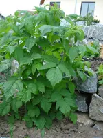 Himbeeren Mai 09.webp