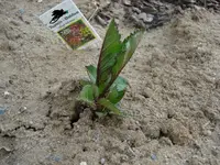 Mini Dahlie.webp