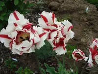 Papa-Tulpe.webp