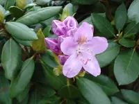 pinker Rhodi.webp