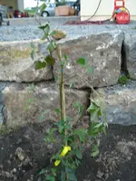 Saeulenbrombeere.webp