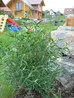 Sommerflieder.webp