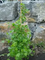 Stachelbeere.webp