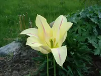 Tulpe wie Lilie.webp
