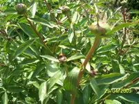 100_1499.webp