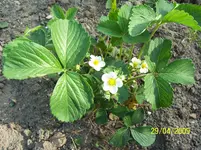 100_1500.webp