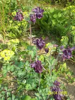 100_1506.webp