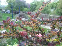 100_1511.webp