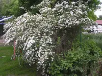 Brautspiere I.webp