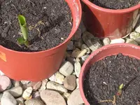 Cannas.webp