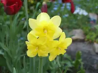 SA500119.webp