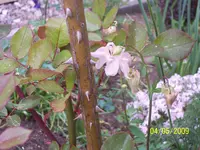 002.webp