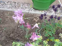 004.webp