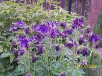 005.webp