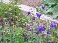 006.webp