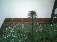 Lilie5.webp