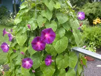 Prunkwinde von Schwedengeli.webp