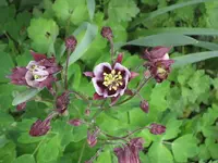 Garten 09 013.webp