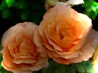 Lachsrosen.webp