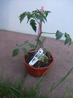 Tomaten 001.webp