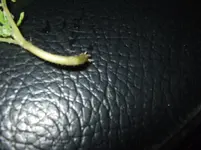 Tomaten 008 Andenhorn sichtbare Wurzeln.webp