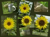 Sonnenbl.&Schnecken.webp