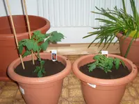 Tomaten.webp