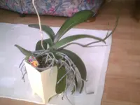PIC00706.webp