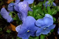 CIMG5139.webp