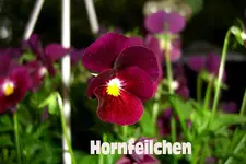 CIMG5158 Kopie.webp
