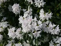 P1050417_600_450.webp