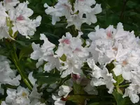 P1050430_600_450.webp