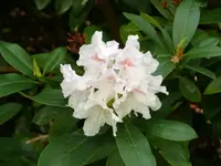 P1050425_600_450.webp