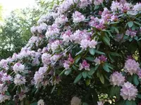 P1050446_600_450.webp