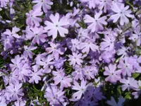 DSC02024.webp
